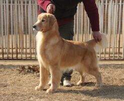 Unke of superstar kennel Unke of superstar kennel