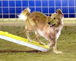 MACH14 FlashPaws Chinchuba Chick MXS5 MJS5 FTC1 MFS2 TQX MACH14 FlashPaws Chinchuba Chick MXS5 MJS5 FTC1 MFS2 TQX