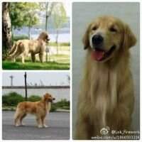 Ady Lion of MRZX kennel