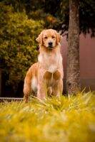 Mantra Vitorio Golden Friend Forever Mantra Vitorio Golden Friend Forever