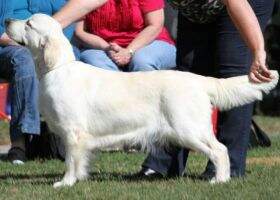 Inniscroft Pinkerly Arietta for Alubyc IID