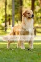 GChBr Ch.Pan Golden Trip American Girl Guliver