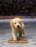Easternstar's Autumn in New York