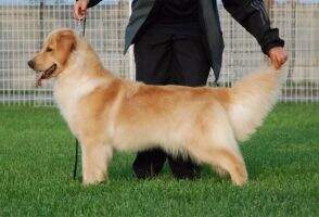 Golden Brothers Blue Rose