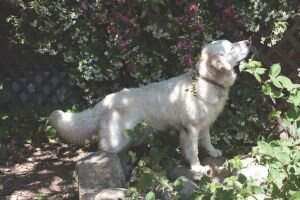 Bella Of Sandoune