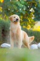 Ch. Inic. Bras. PERFECT GOLDEN SNOWSHOE JAY - Z