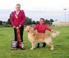 Aust CH Chaleur Craftsman