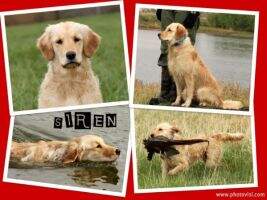 HRCH Rio's 1drdogs Pullover CCA AGN NPS