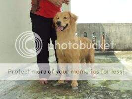 Ind,Ch Golden Choice Go To Avanzar