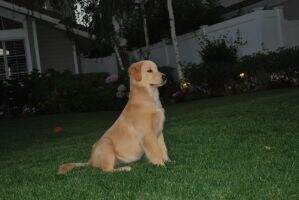 Goldsmith's Lil Surfurr Girl