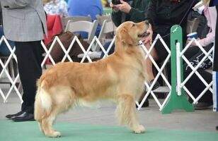 UKC CH. Glaciers Song Of The Heartland Journey UKC CH. Glaciers Song Of The Heartland Journey