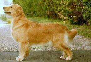 Leongolden Cha Cha Cha Leongolden Cha Cha Cha