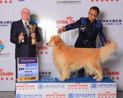 CKC CH. Vanilla Sky of Jsy Goldens Kennel