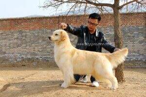 Mountain Mist of Jsy Goldens Kennel
