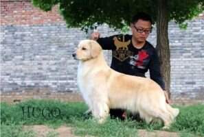 Daughter Darling of Jsy Goldens Kennel