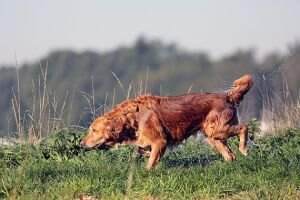 Agile Kent of Mountain Forest Glade