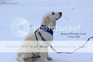 Kassie Of Promise Land CGCA, CGCU