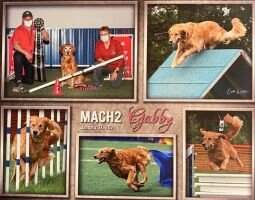 SmokinGold Hoot N Holler UDX2 OM3 GO RA MXC T2B2 CCA