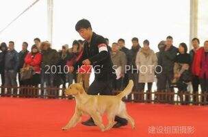 BBIS Hdq of Jin Se Gong Zhu Kennel