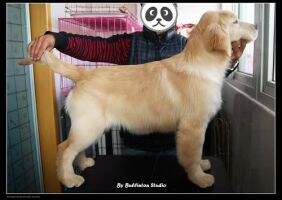 Hmazu of Jin Se Gong Zhu Kennel