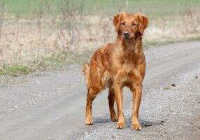 Gundogs Choice Cobra
