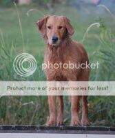 Topbrass Dakota Ginger