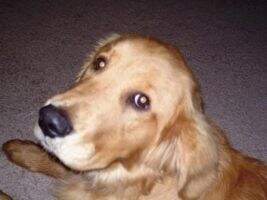 Cooper Shepherd Cooper Shepherd