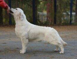 Jun.Ch.Rus,NKP,Ch.Rus,NKP,CH.KAZ,CACIB Rus Pekos Varvara Jun.Ch.Rus,NKP,Ch.Rus,NKP,CH.KAZ,CACIB Rus Pekos Varvara