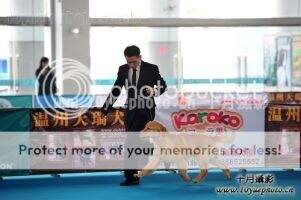 PBOS wu ming of xin yang kennel
