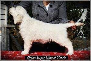 Dreamkeeper King of Hearts