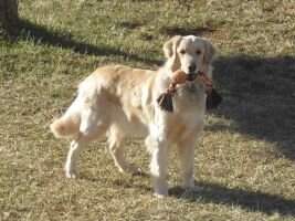 Gap View's Daisy Duke