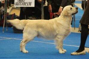 C.I.B. FIN & BALT CH LTW-11 TK1 TK2 Goldencoat Breathtaking