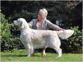 Ch, C.I.E. Evening Sun de la Tribu Doree