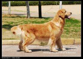 Baldi of Superstar Kennel