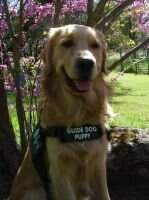 Guide Dogs' Preston Guide Dogs' Preston