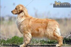 Channel of Friend Golden's Kennel