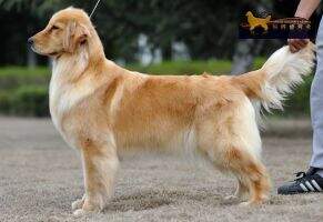 CKC CH Gucci of Friend Golden's Kennel