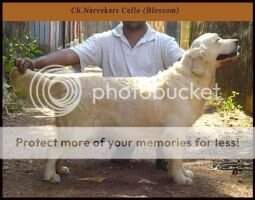 IND CH Narvekar's Cello IND CH Narvekar's Cello