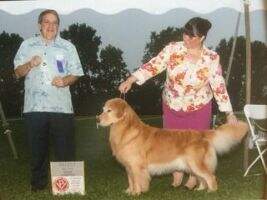 Golden Joy's Comstock Casablanca CCA CGCA Golden Joy's Comstock Casablanca CCA CGCA
