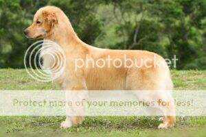 PERFECT GOLDEN WINNER