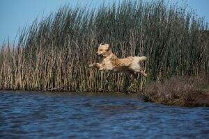 Huntleigh Longrun 49er Gold Nugget CCA