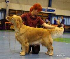 EST, LVA Ch Ringokris Kernow Vallia