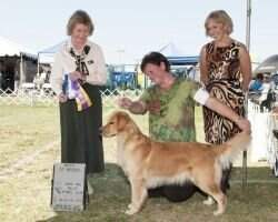 Calico's Promising Joy BN