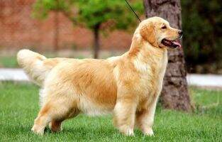 Baddy Of Superstar Kennel