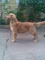 Golden Legacy Astro