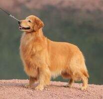 GARM OF CHYI PIIN KENNEL