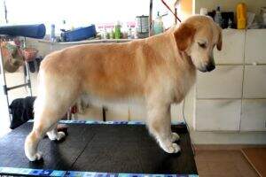 Looching Kiwi Reber
