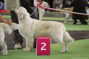 ChJ RUS, Ch RUS, BUL, ROM Slav Trophy Moonlight Sonata