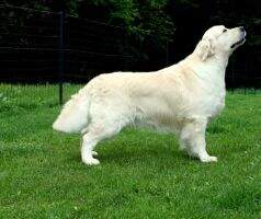C.I.B, C.I.E,?CH, Cro.Ch, Slo.Ch, Cr.J.Ch, Slo.J.Ch Buck A Roo of the Morning Valley (Club Winner '12)