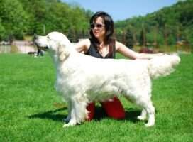 Sr. Ch. Club Winner '13. Silkstyle Dreamer